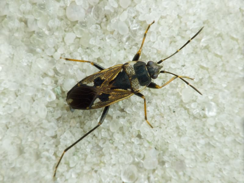 Rhyparochromus vulgaris (Schilling, 1829)